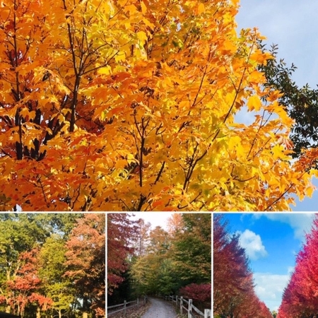 Various views of trees showing the colors of fall